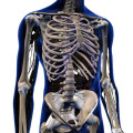 Musculo-Skeletal System